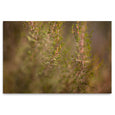 Hidden Kingdom - 2x Large Art Prints (LS2)