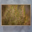 Hidden Kingdom - 2x Large Art Prints (LS2)
