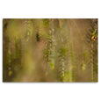 Hidden Kingdom - 2x Large Art Prints (LS2)