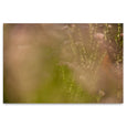 Hidden Kingdom - 2x Large Art Prints (LS1)