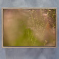 Hidden Kingdom - 2x Large Art Prints (LS1)