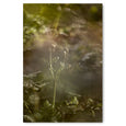 Hidden Kingdom - 2x Large Art Prints