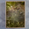 Hidden Kingdom - 2x Large Art Prints