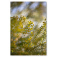 Hidden Kingdom - 2x Large Art Prints