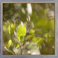 Hidden Kingdom - 3x Small Square Art prints, set 2