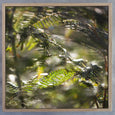 Hidden Kingdom Sqr3 - 100x100cm Art Print