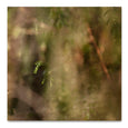 Hidden Kingdom Sqr7 - 100x100cm Art Print