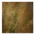 Hidden Kingdom - 2x square Art Prints, set 2