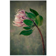 King of the Field - 2x Large Art prints, set 2