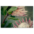 King of the Field - 2x Large Art prints, LS set 2