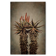 Mountain Aloes - 2x Large Art Prints, set 1