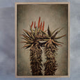 Mountain Aloes - 2x Large Art Prints, set 1