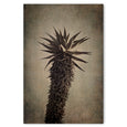 Mountain Aloes - 2x Large Art Prints, set 2