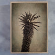 Mountain Aloes - 2x Large Art Prints, set 2