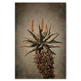 Mountain Aloes - 2x Large Art Prints, set 1