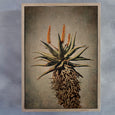 Mountain Aloes - 2x Large Art Prints, set 1