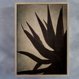 Mountain Aloes - 2x Large Art Prints, set 2
