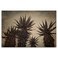 Mountain Aloes - 2x Large Art Prints, LS