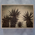 Mountain Aloes - 2x Large Art Prints, LS