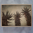 Mountain Aloes - 2x Large Art Prints, LS