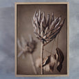 Resilient Reverie - 2x Large Art prints, set 2