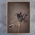 Resilient Reverie - 2x Large Art prints, set 2