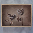 Resilient Reverie - 2x Large Art prints (L)