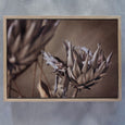 Resilient Reverie - 2x Large Art prints (L)