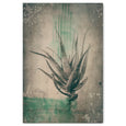 Sage Aloes 5