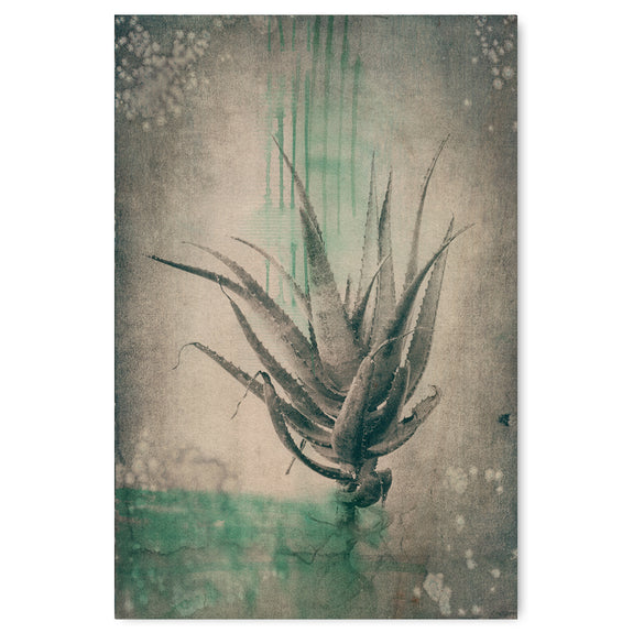 Sage Aloes 5