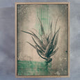 Sage Aloes 5