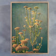 Wildflower - 3x A2 Art prints