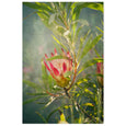 Wildflower 4