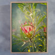 Wildflower - 6x A3 Art prints