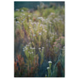 Wildflower Textures - 2x Large Art prints