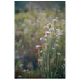 Wildflower Textures - 2x Large Art prints