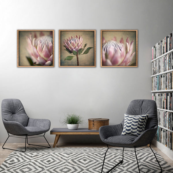 Protea Still - 3x Square Art prints, set 1