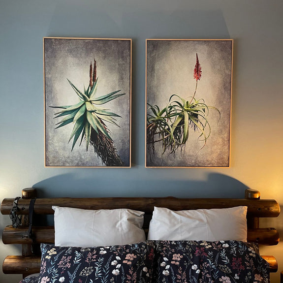 Aloes