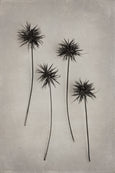 Art Forms in Nature - 1x Large Art print