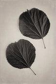 Art Forms in Nature - 1x Large Art print