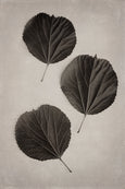 Art Forms in Nature - 2x Large Art prints, set 2
