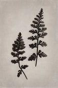 Art Forms in Nature - 2x Large Art prints, set 2