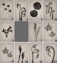 Art Forms in Nature - 1x Large Art print