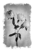 Brushed Blooms - 2x Large Art prints, Peonies & Poppies