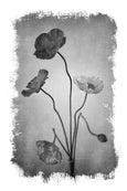 Brushed Blooms - 1x Large Art print, Poppies