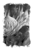Brushed Blooms - 2x Large Art prints, Protea set 1