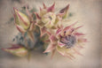 Blushing Brides - 2x Large Art prints (L)