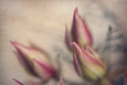 Blushing Brides - 2x Large Art prints (L)