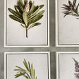 Fynbos Garden Gallery Wall - 7x Art prints, set 1