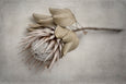 Everlasting - 2x Large Art prints (L)